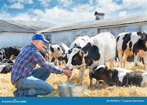 Farmer Feeding Cows in Farm Stock Photo - Image of calf, countryside ...