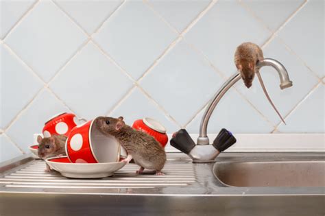 Rat Exterminator Tips: How to Distinguish Rats vs Mice in Home