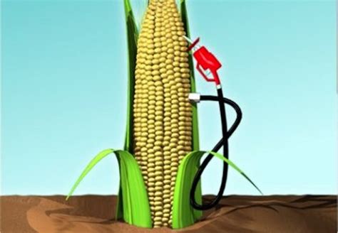 EWG Testifies on Environmental Impacts of Corn Ethanol | EWG