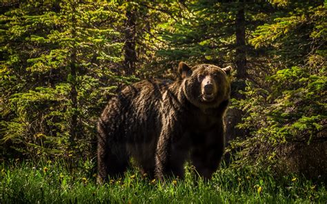 grizzly, Bear, Forest Wallpapers HD / Desktop and Mobile Backgrounds