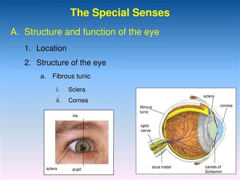 2 Functions Of The Sclera - ANATOMY