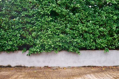 Tree Wall beside the Road. Garden Wall for Background Stock Image - Image of architecture, copy ...