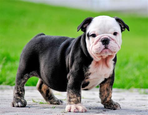 Rules of the Jungle: British Bulldog Puppies