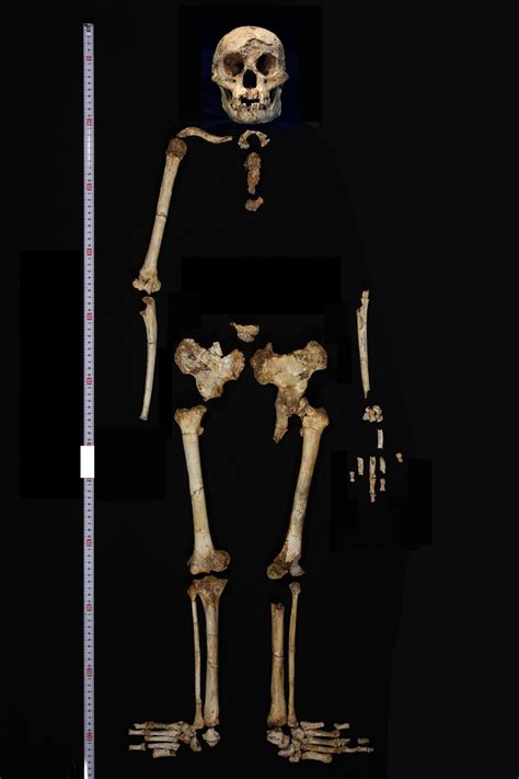 Homo floresiensis - The Australian Museum