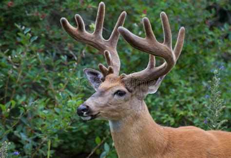 White-tailed Deer Buck Portrait with Velvet Antlers in Spring in Canada Stock Photo - Image of ...