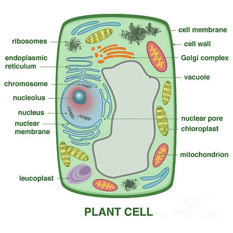 Chromosome In A Plant Cell