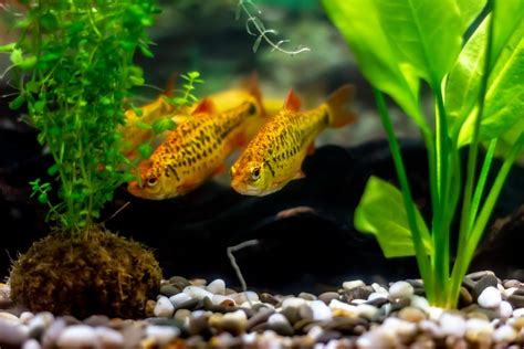 12 Compatible Goldfish Tank Mates | Build Your Aquarium