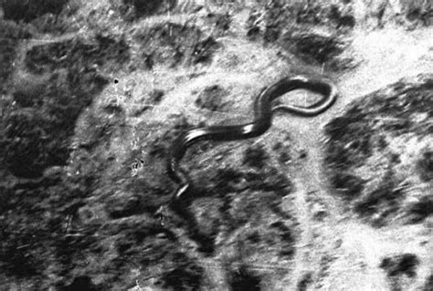 The giant Congo snake mystery : r/snakes