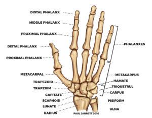 Hand and Wrist Anatomy | Murdoch Orthopaedic Clinic