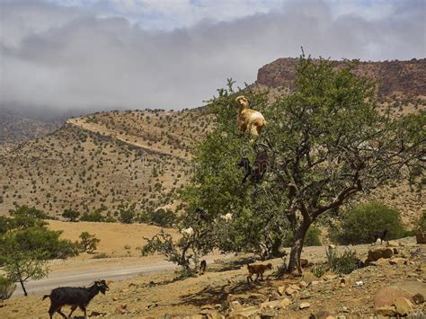 Goats Standing and Climbing in a Argan Oil Tree Stock Image - Image of ...