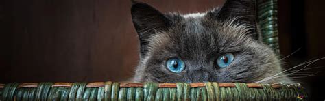 Cat Blue Eyes 4K wallpaper download