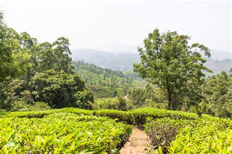 Go Trekking in Munnar - One of India's Most Beautiful Hill Stations - Omnivagant