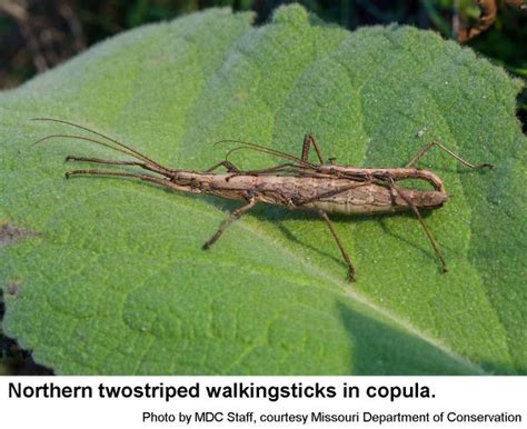 Northern Twostriped Walkingstick | NC State Extension Publications