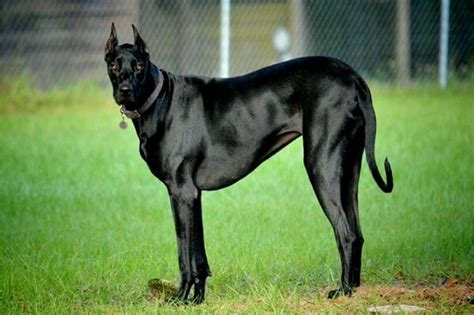 88+ Great Dane Doberman Mastiff Mix - l2sanpiero