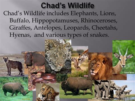 PPT - Chad’s Climate, Vegetation, Wildlife, and Natural Hazards ...