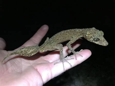 New Leaf-tailed Gecko Species Discovered in Australia - Reptiles Magazine