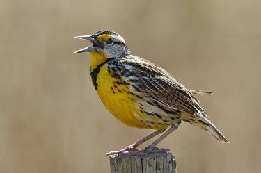 Eastern Meadowlark - Photo, facts, and identification tips