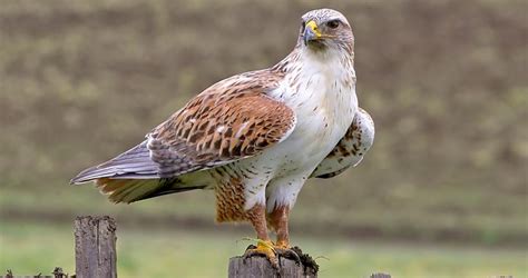 Ferruginous Hawk Identification, All About Birds, Cornell Lab of Ornithology | Hawk ...