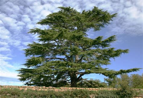 Cedar Tree Identification