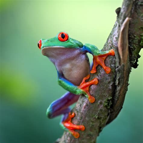 Red-Eyed Tree Frog | Rainforest Animals in 2023 | Rainforest animals ...