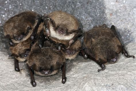 Little Brown Myotis (Myotis lucifugus)