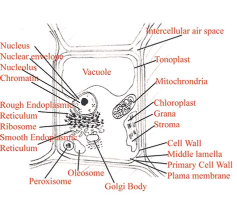 Plant Cell Diagram | Labeled diagram of a plant cell with descriptions of key organelles