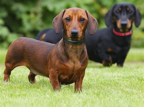 Top 24+ Most Popular Dachshund Mixes – Which One Is Right For You?