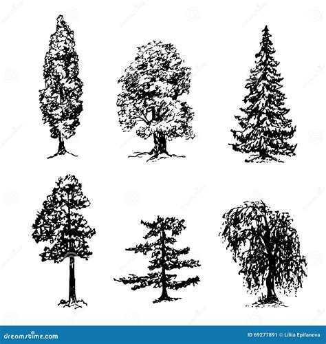 5 Types Of Trees Drawing