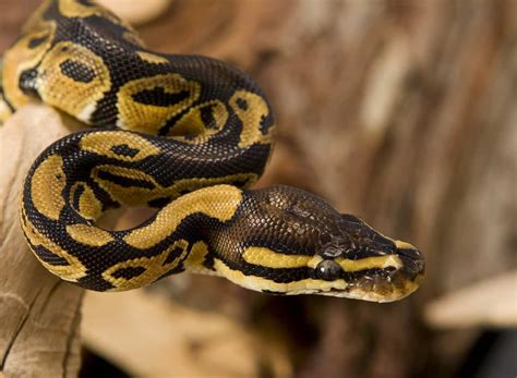 9 Things you should know About Pet Snakes | PetClassifieds.com