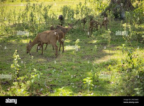 A herd of small Palawan deer in a sunlit meadow with shrubs Stock Photo - Alamy