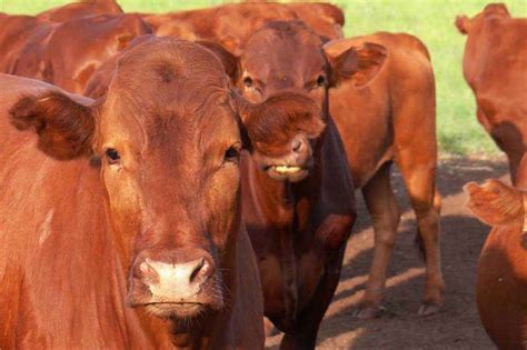 Healthy Bonsmara cows for sale Cattle Livestock for sale in Limpopo | R 6 000 on Agrimag