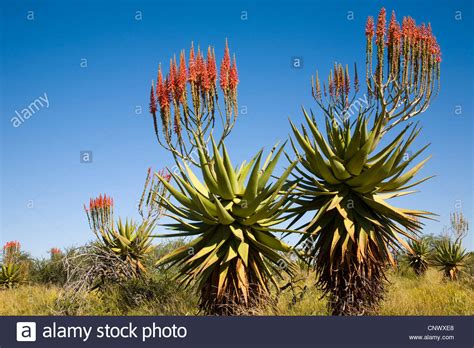 aloe vera (Aloe vera, Aloe barbadensis), blooming, Namibia Stock Photo ...