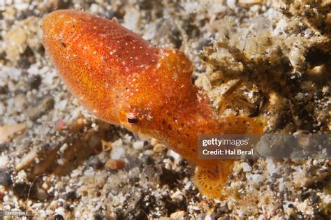 Poison Ocellated Octopus High-Res Stock Photo - Getty Images