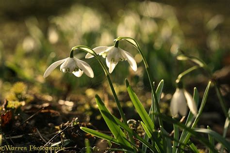 Snowdrop flowers photo WP11883