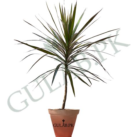 Dracaena Marginata - Gulab