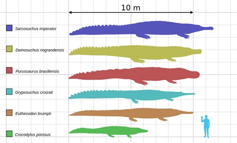 Prehistoric Crocodile Evolution