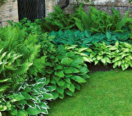 10 Best Shade Garden Plants