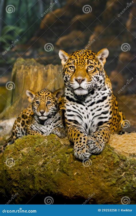 Jaguar Cubs stock photo. Image of indoor, danger, carnivore - 29253258