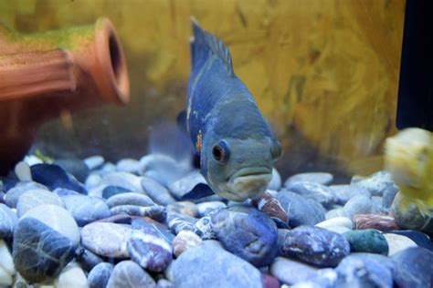 Oscar Fish Breeding Guide (Answers to Common Questions) - Avid Aquarist