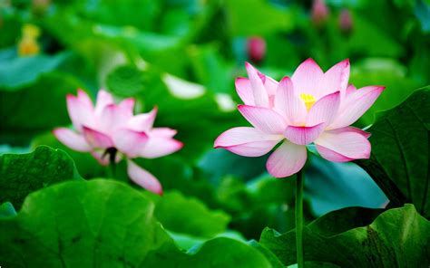 Zen Lotus Wallpapers - Top Free Zen Lotus Backgrounds - WallpaperAccess