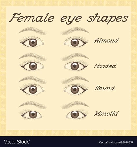 Eye shapes and types various female eye shapes Vector Image