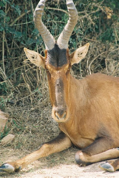 Hartebeest