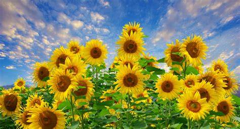 Sunflower Field Flowers Sky Free Stock Photo - Public Domain Pictures