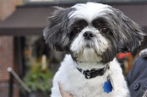 45+ Shih Tzu Haircuts Girl - l2sanpiero