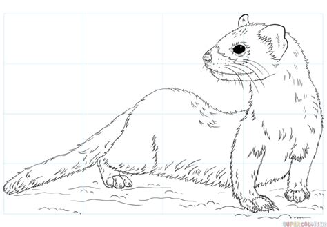 How to draw a black-footed ferret | Step by step Drawing tutorials