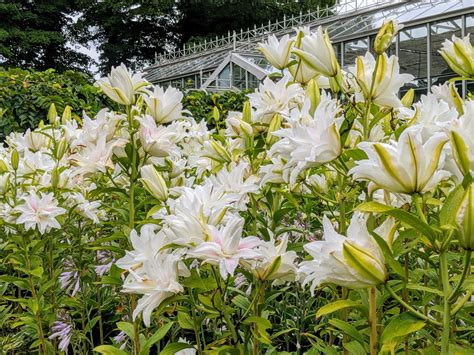 My White Lily Garden - The Martha Stewart Blog