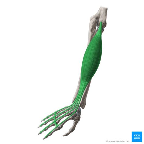 Extensor digitorum: Origin, insertion and action | Kenhub