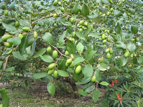 Jujube Tree (Zizyphus jujuba) - Richard Lyons Nursery, Inc.