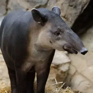 Baird's Tapir - Facts, Diet, Habitat & Pictures on Animalia.bio