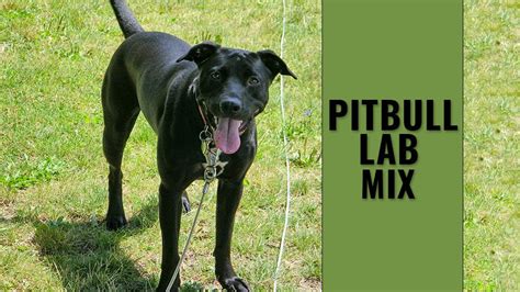 Pitbull Lab Mix - Complete Guide For A Bullador Owner - Petmoo